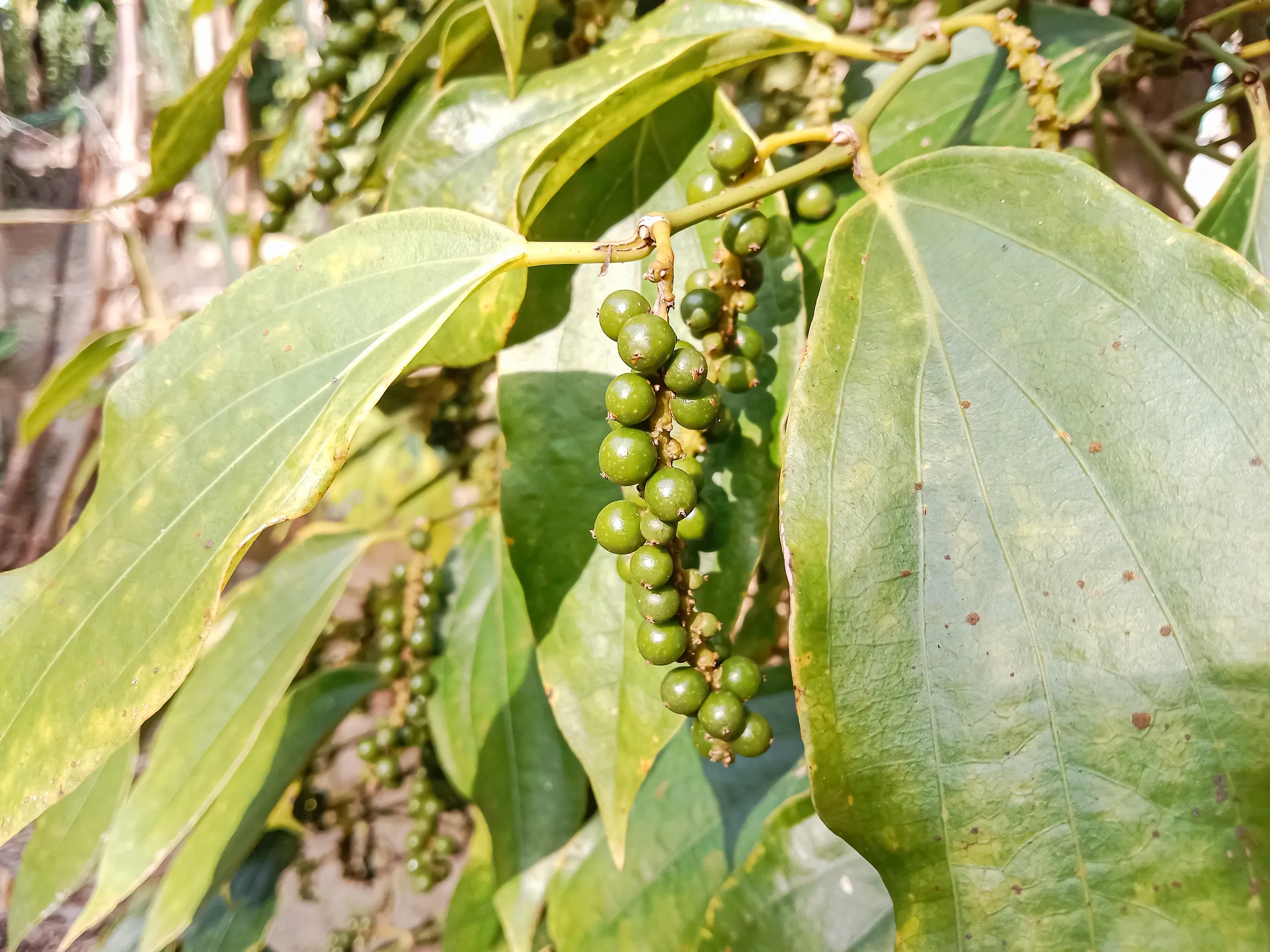 Black pepper vine, Coorg
