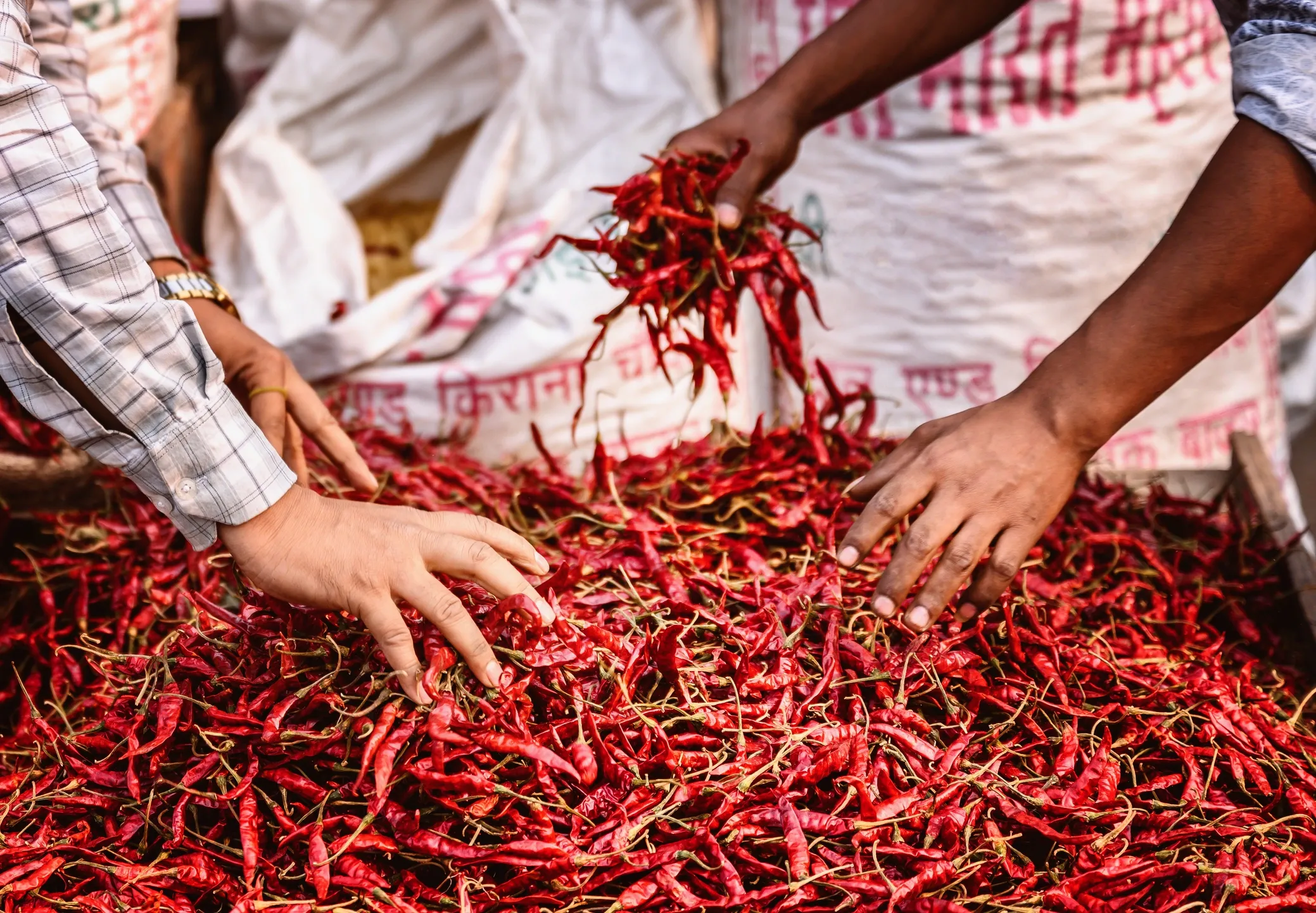 Red chilli, Guntur